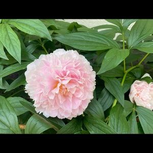 Meet your Posher, Sharon